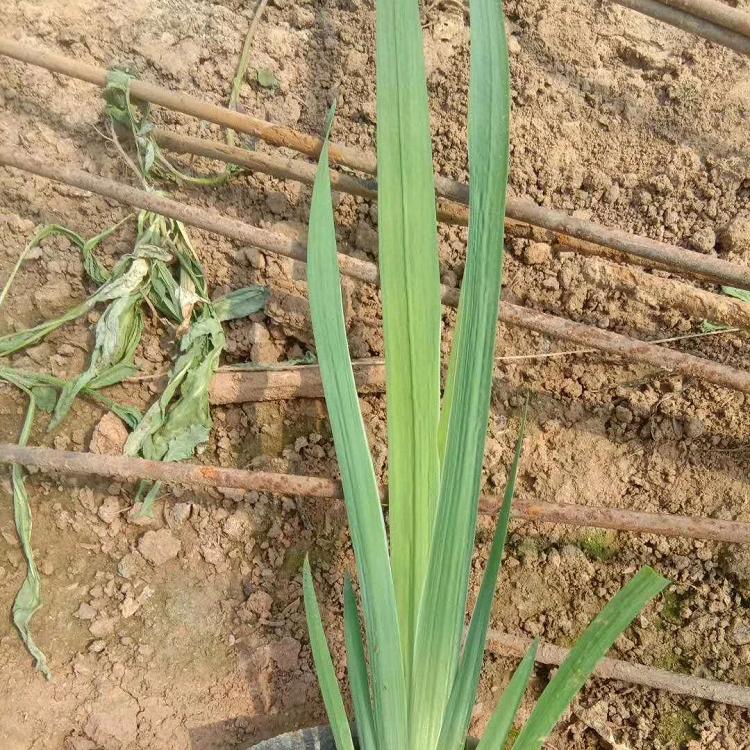 黄菖蒲（水生鸢尾）价格 钰艺黄菖蒲基地 多年生水生鸢尾批发