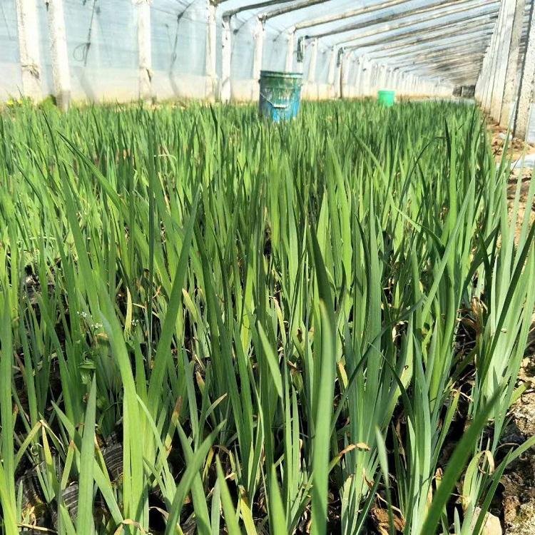 水生植物黄菖蒲 大量批发水生鸢尾 水生鸢尾基地直销 黄菖蒲价格