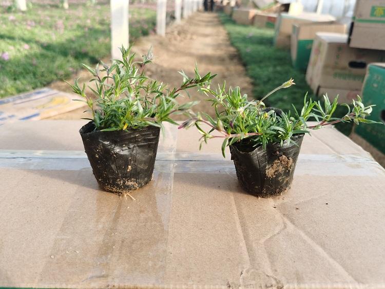 厦门花卉基地大量直销园林景区绿化芝樱种苗
