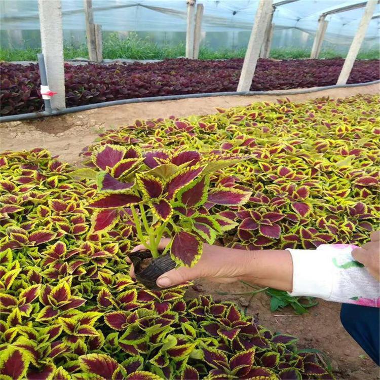青州草花批发 彩叶草杯苗 彩叶草种植基地 开春预定苗