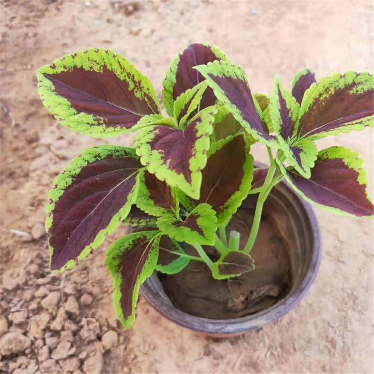 彩叶草价格 大量批发 彩叶草 青州草花