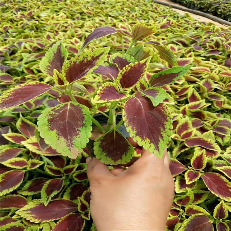 多年生草本植物 青州草花价格 绿化用彩叶草小苗 彩叶草价格