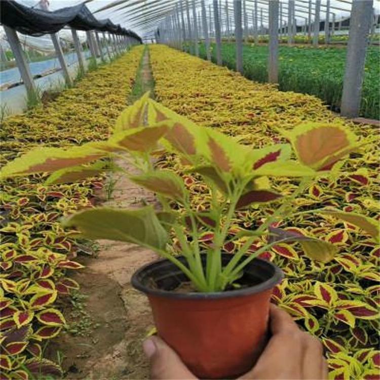 彩叶草批发 基地直销 彩叶草 青州草花批发