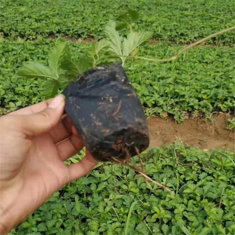 三叶委陵菜杯苗 苗圃基地批发 青州宿根草花批发 三叶委陵菜培育