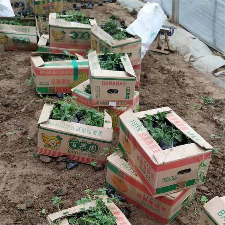 三叶委陵菜杯苗 订购报价 草花批发 三叶委陵菜培育