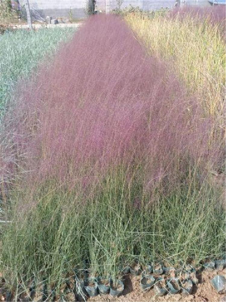粉黛乱子草基地 山东花海工程苗批发 现货供应 粉黛乱子草