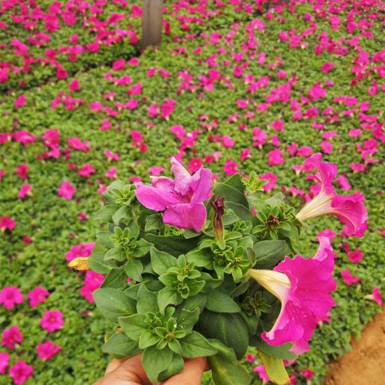 矮牵牛杯苗 青州草花 开春预定苗 矮牵牛基地