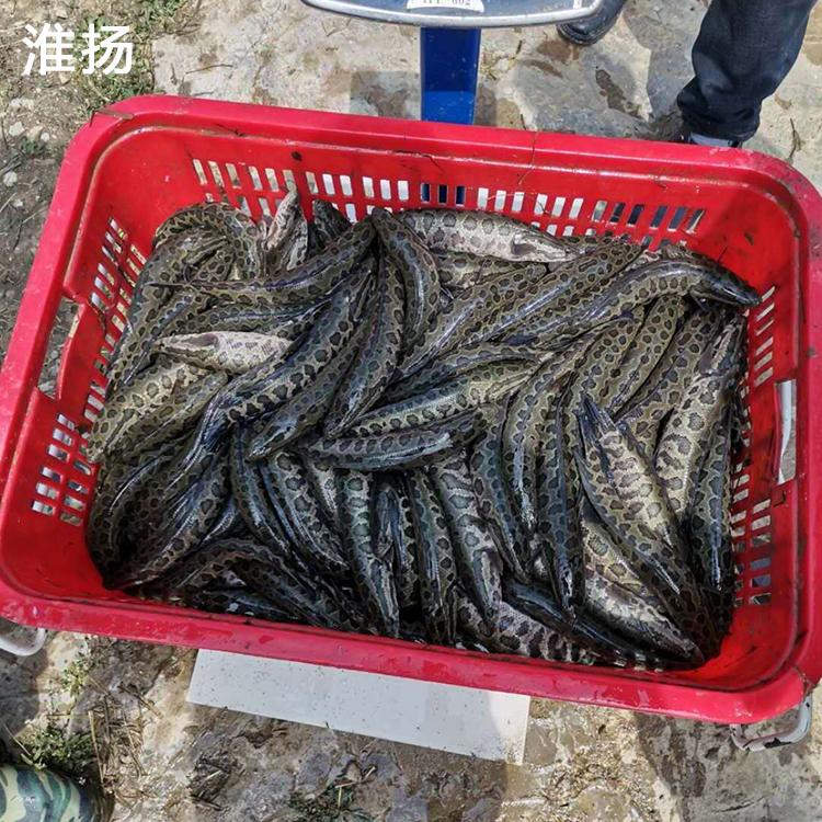 淮杨水产黑鱼苗量大从优