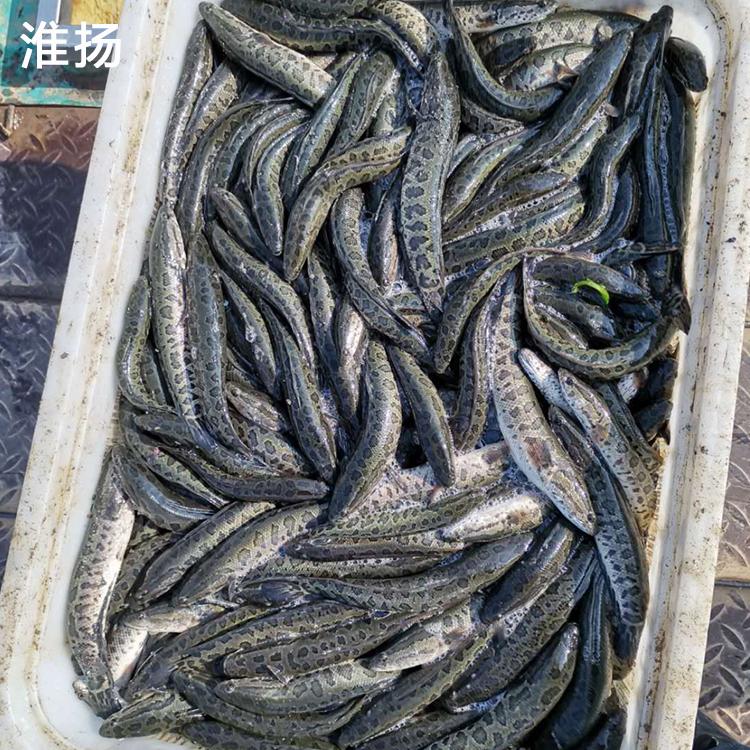 淮杨水产黑鱼苗苗场发货