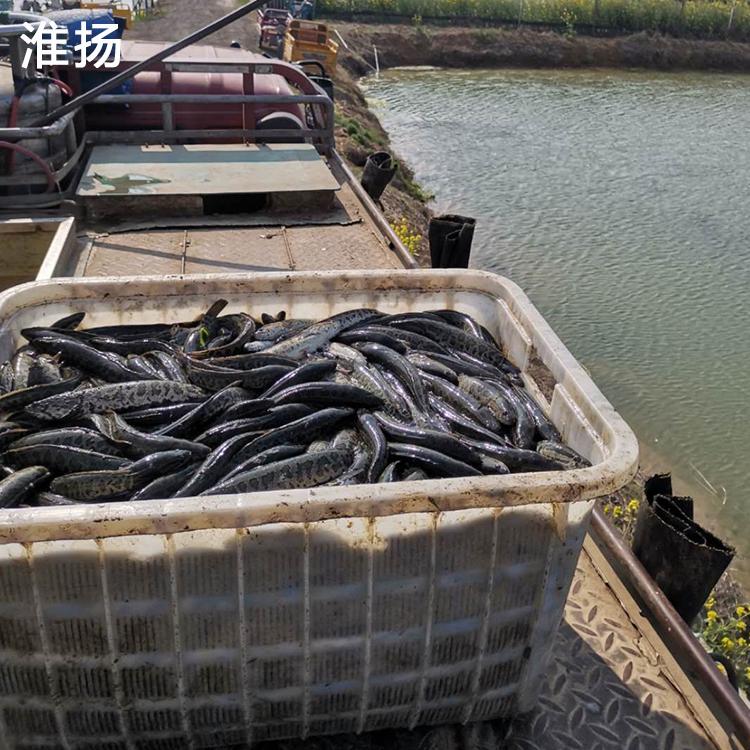 淮杨水产黑鱼苗湖北黑鱼苗技术指导