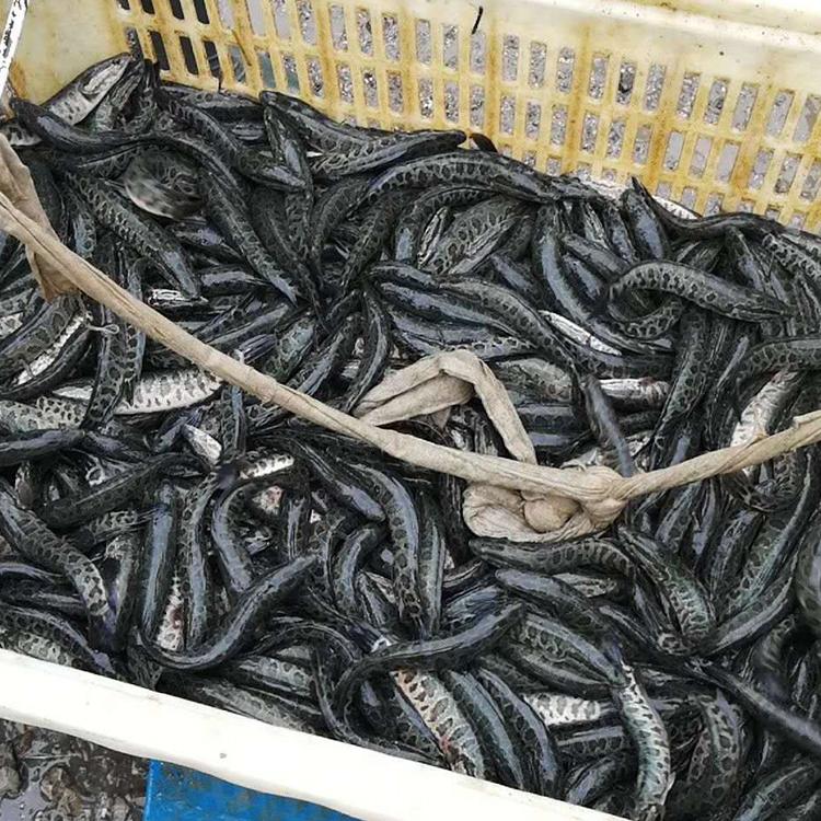 淮杨水产黑鱼苗一斤5尾