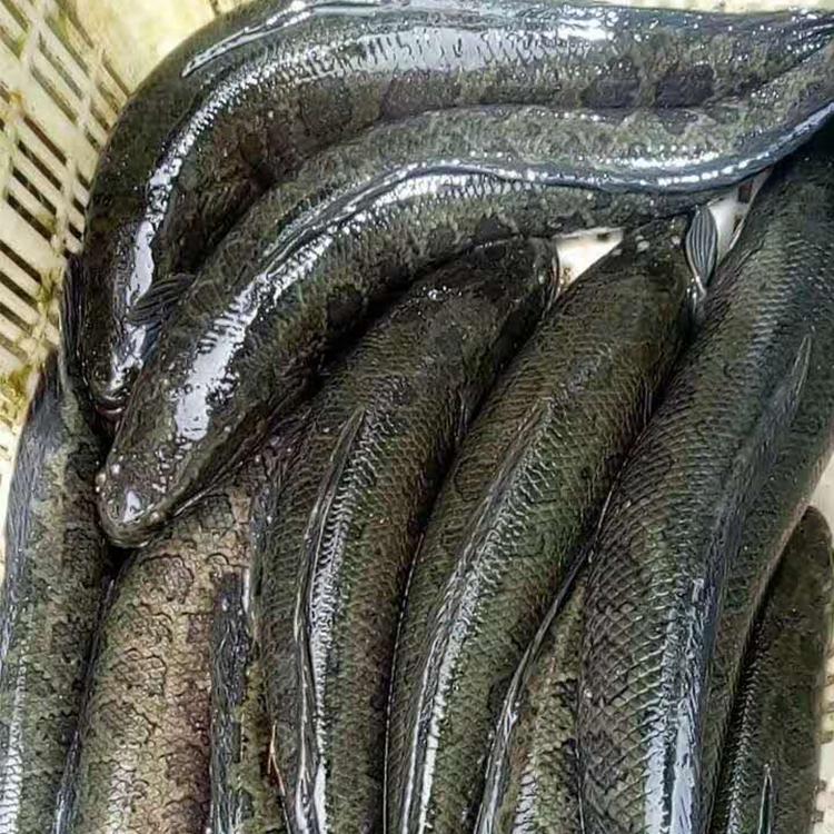淮杨水产黑鱼苗健康易养