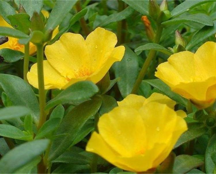 半枝莲批发 半枝莲价格实惠天津太阳花