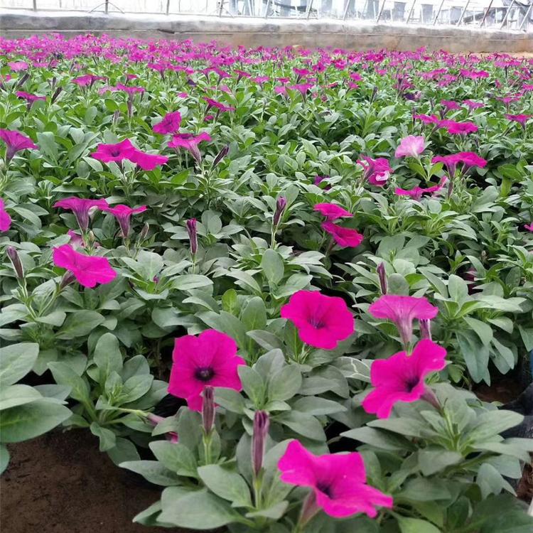 垂钓牵牛盆栽 绿化工程花卉 垂吊矮牵牛小苗 颜色多种
