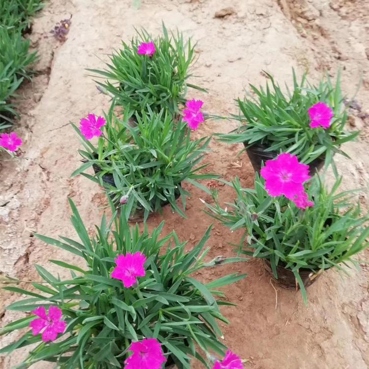 花卉基地自产自销 欧石竹批发 欧石竹价格 山东营养钵欧石竹