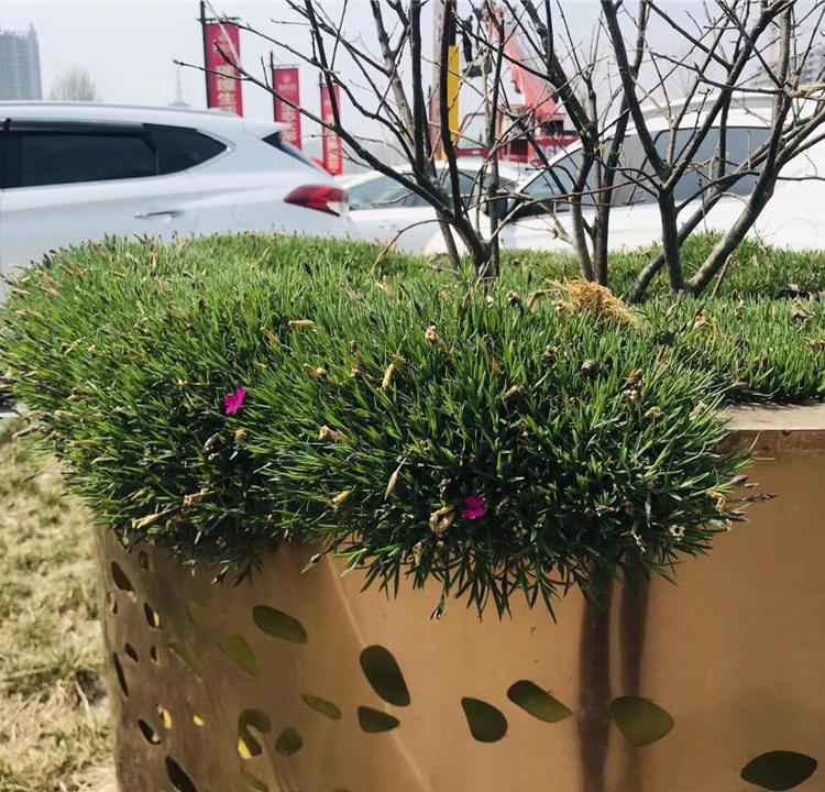 森灏园林 大量批发 欧石竹苗 观赏花卉欧石竹盆栽 杯苗