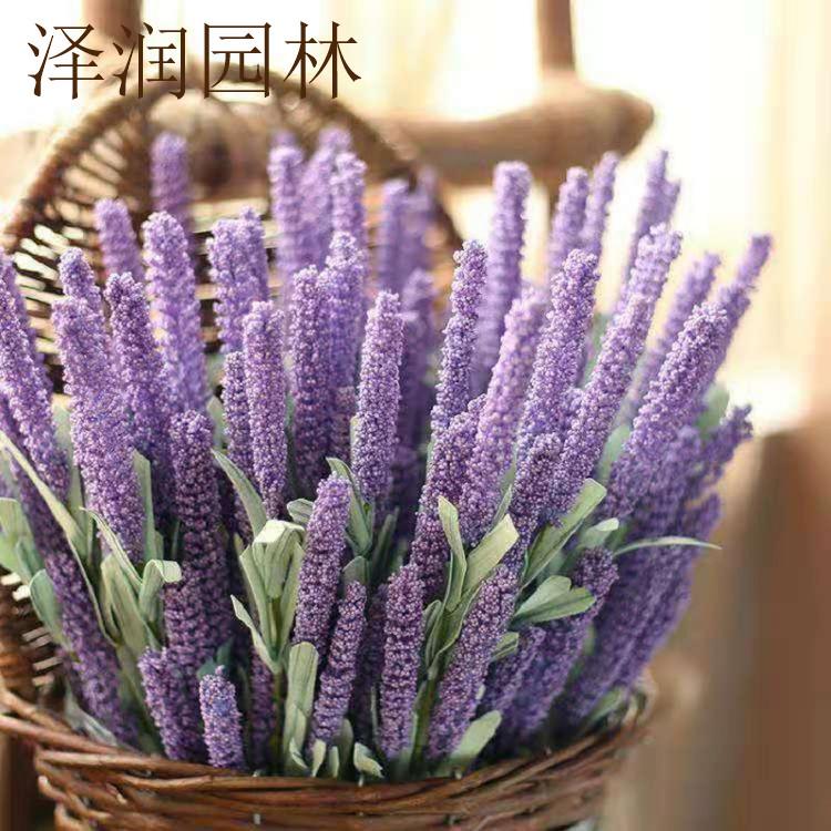薰衣草基地 孔雀草批发量大从优