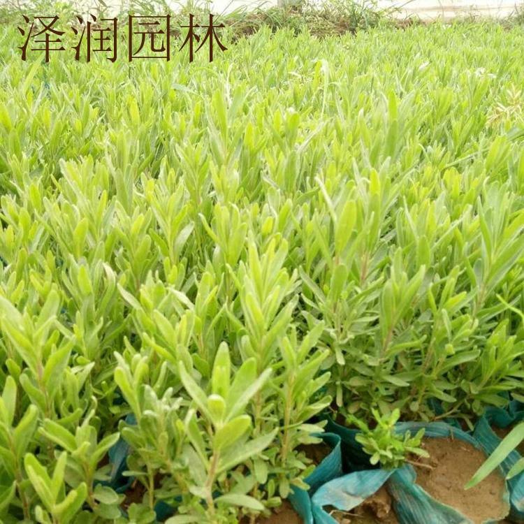 薰衣草产地 孔雀草产地量大从优