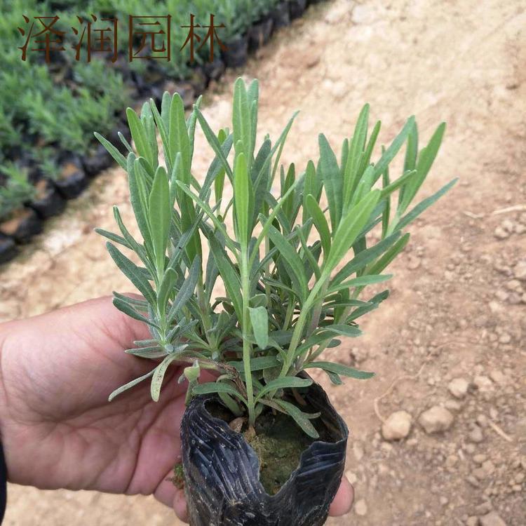 薰衣草批发 银叶菊基地量大从优