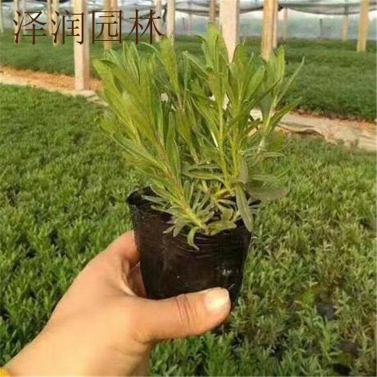 薰衣草基地 三色堇产地量大从优