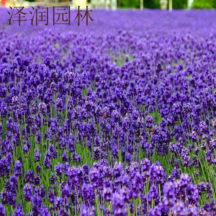 薰衣草基地 一串红产地量大从优