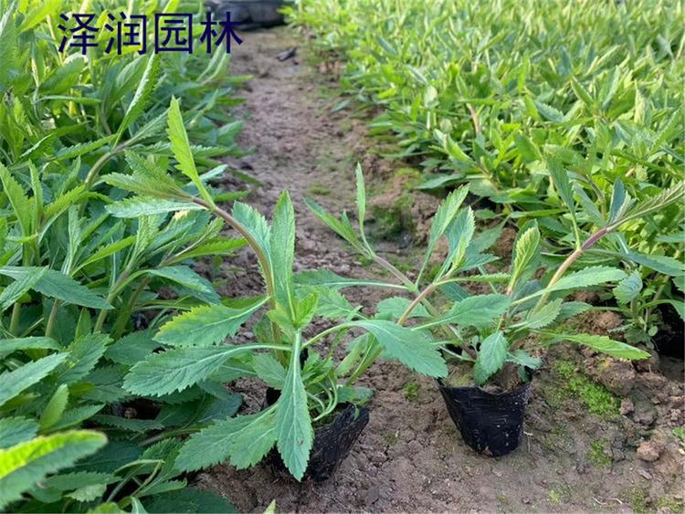 马鞭草价格 马鞭草种子基地