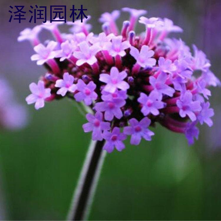 柳叶马鞭草 马鞭草产地基地