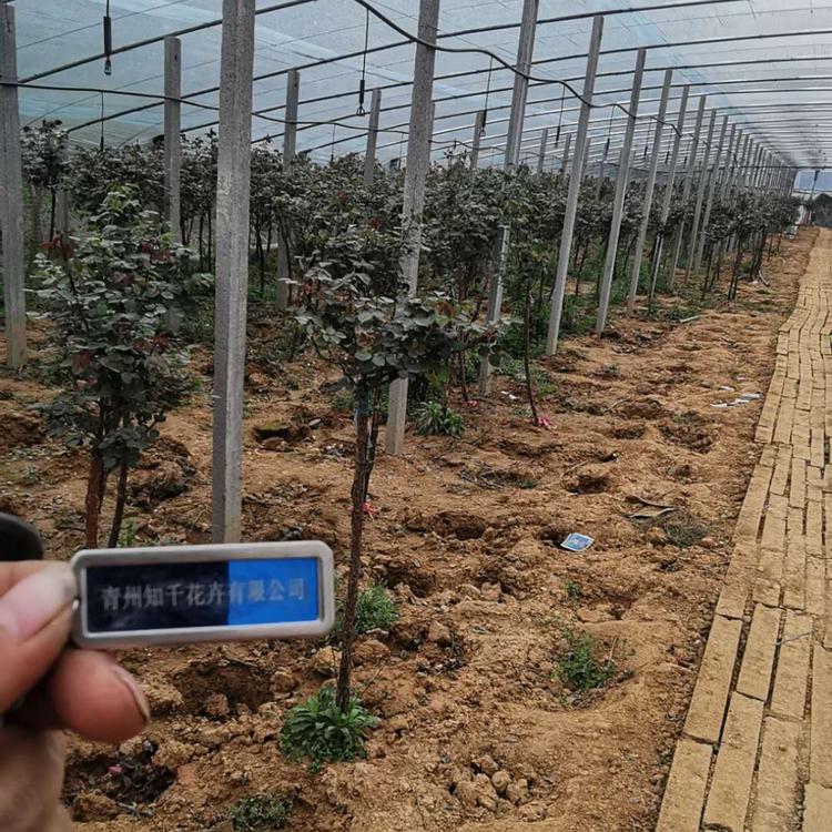 青州知千花卉直销独杆月季树批发   月季树批发  树状月季