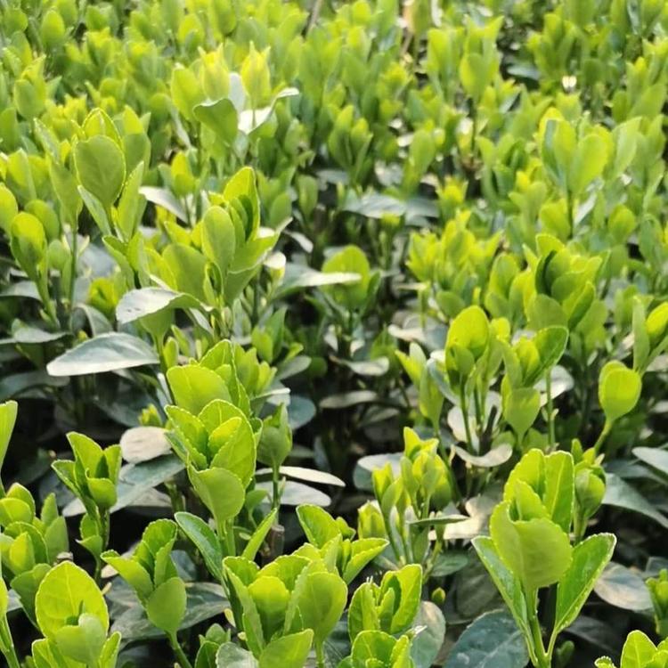知千花卉直销   大叶黄杨批发      冬青批发