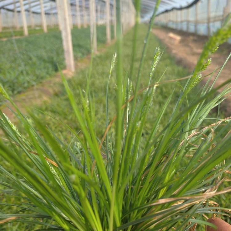 青绿苔草种植基地_青绿薹草杯苗批发价格_要青绿苔草推荐鑫炜景