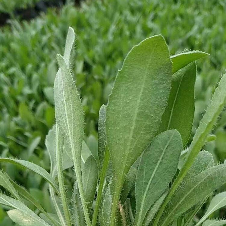青州知千花卉自产自销   天人菊批发    天人菊小苗  草花