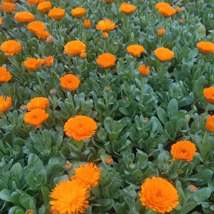 金盏菊基地 金盏菊价格 金盏菊供应 金盏菊报价