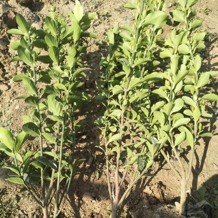 冬青卫矛种植基地_鑫炜景冬青小苗批发价格_优质冬青推荐