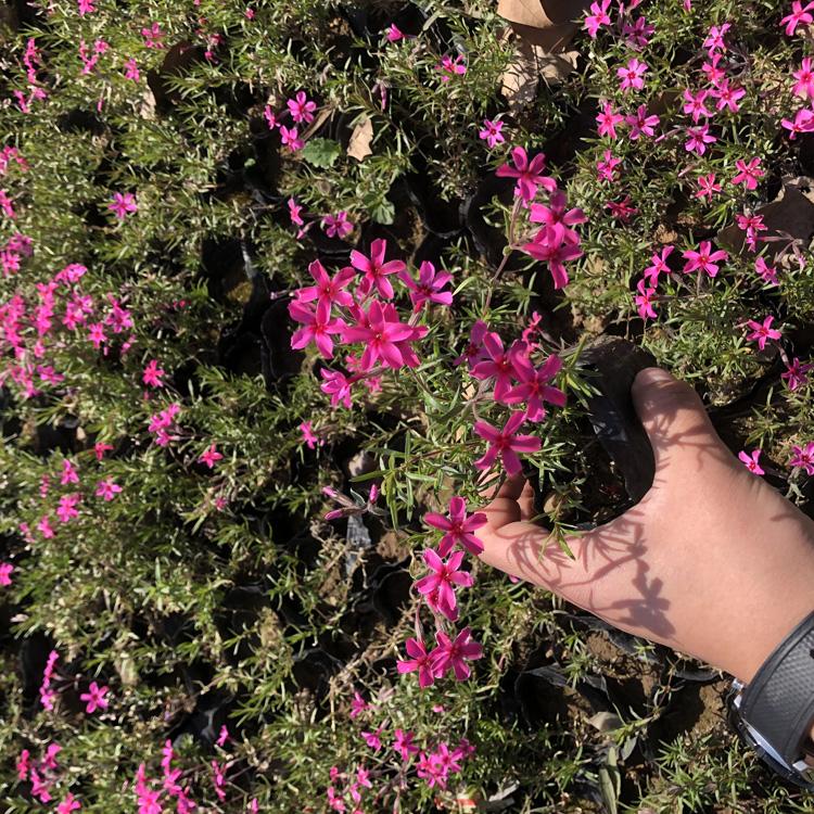 芝樱花海建造_芝樱种植基地直销价格