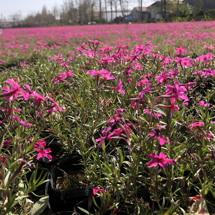 鑫炜景福禄考种植基地_福禄考小苗批发价格