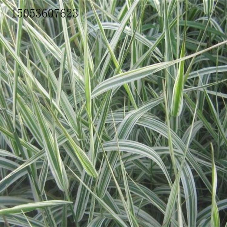 玉带草 丝带草 发源地价格公道供应水生植物