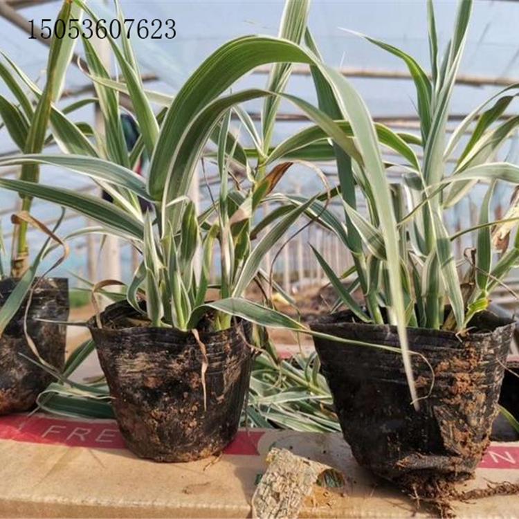 玉带草 观赏草 基地欢迎咨询供应水生植物