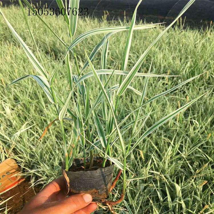 玉带草 丝带草 基地价格公道供应草花宿根