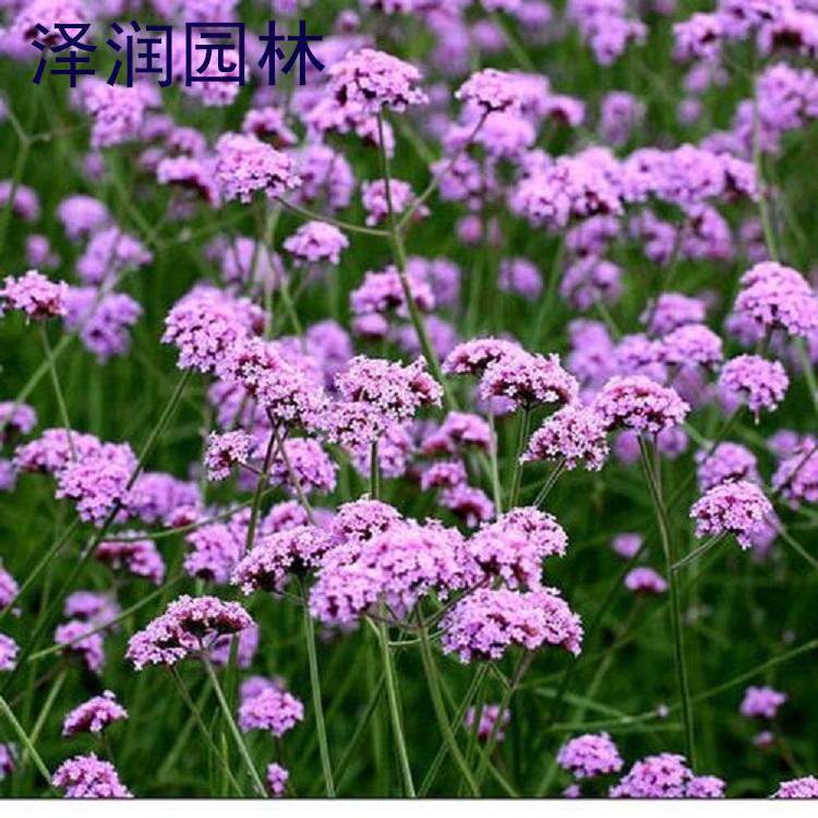 优良马鞭草 马鞭草产地基地