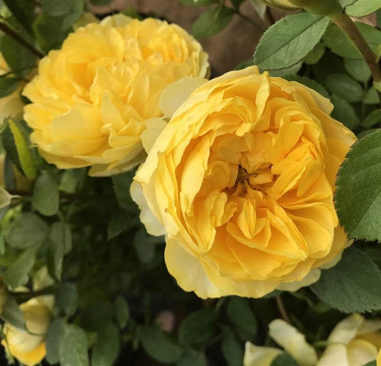 基地直销 月季花  品种月季 欢迎选购