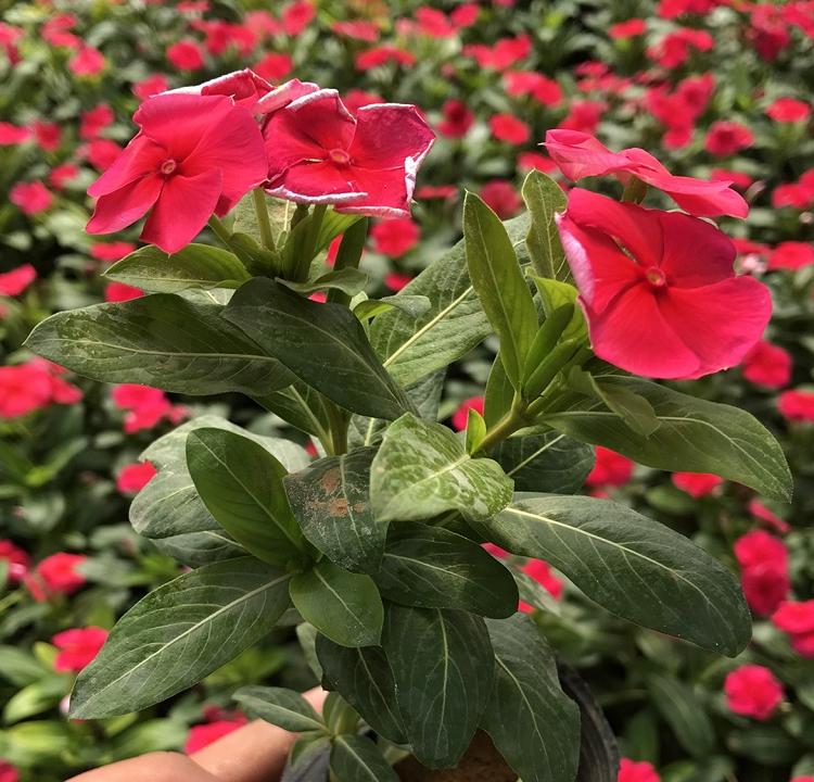长春花基地 多色 天天开种植基地 欢迎来选购