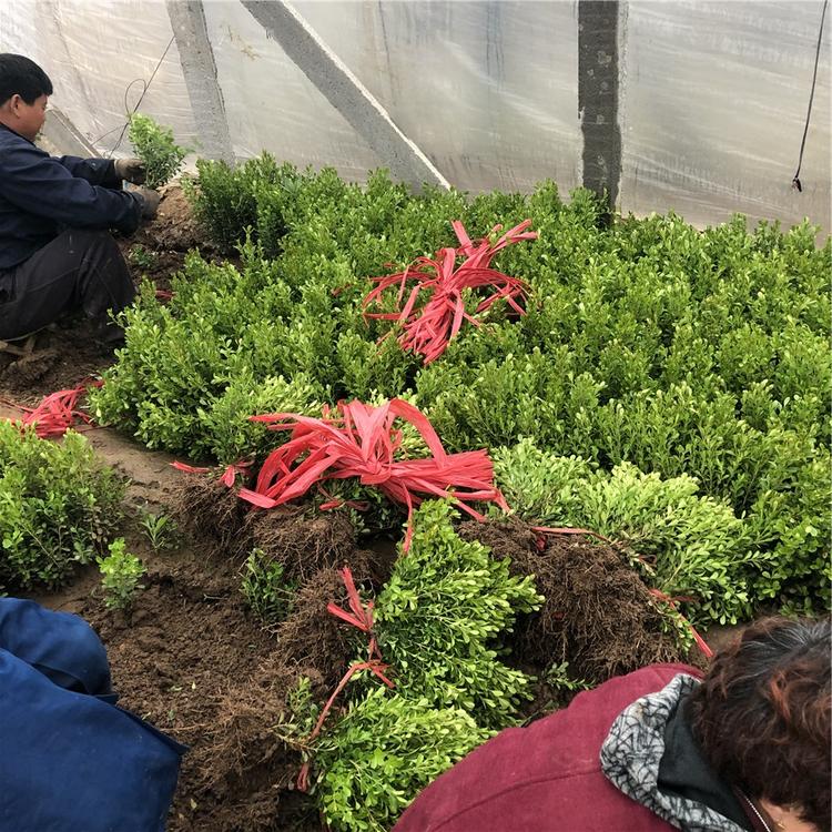 价格从优 绿化苗木基地批发 地栽瓜子黄杨 瓜子黄杨苗批发