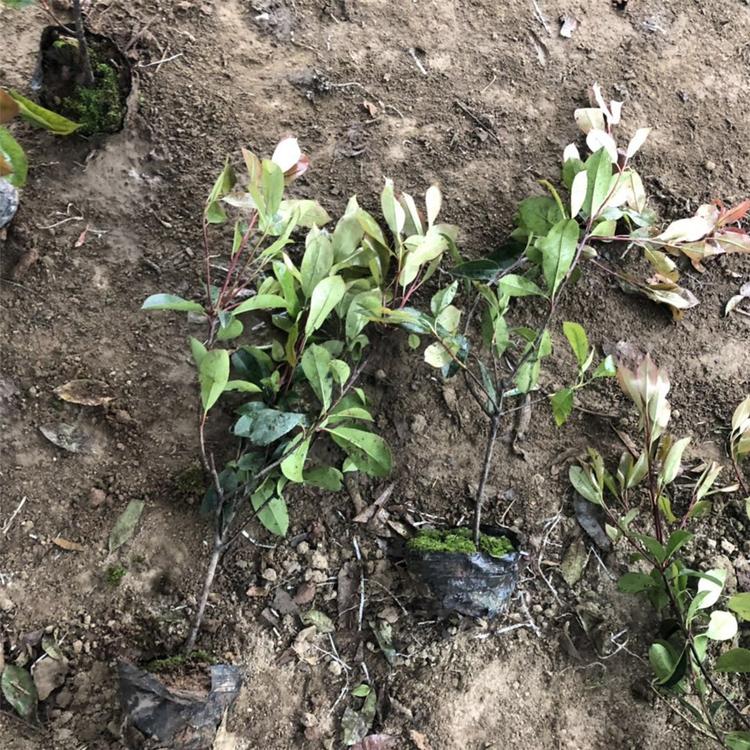 红叶石楠种植 基地种植红叶石楠 山东红叶石楠种植