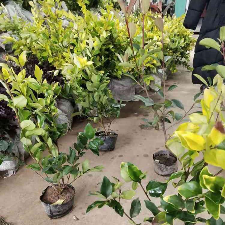 林博金叶女贞球  大叶女贞基地 量大价优