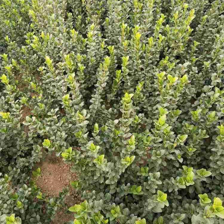 陕西卫矛球  卫矛苗子  卫矛培育 价格实惠