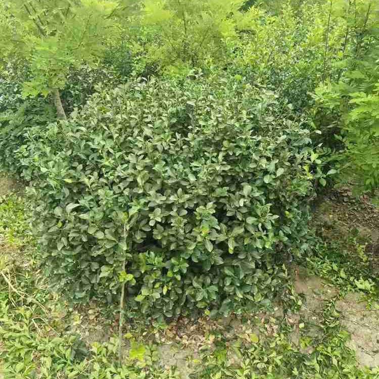 产地##卫矛球  卫矛苗子  卫矛价格 苗木批发
