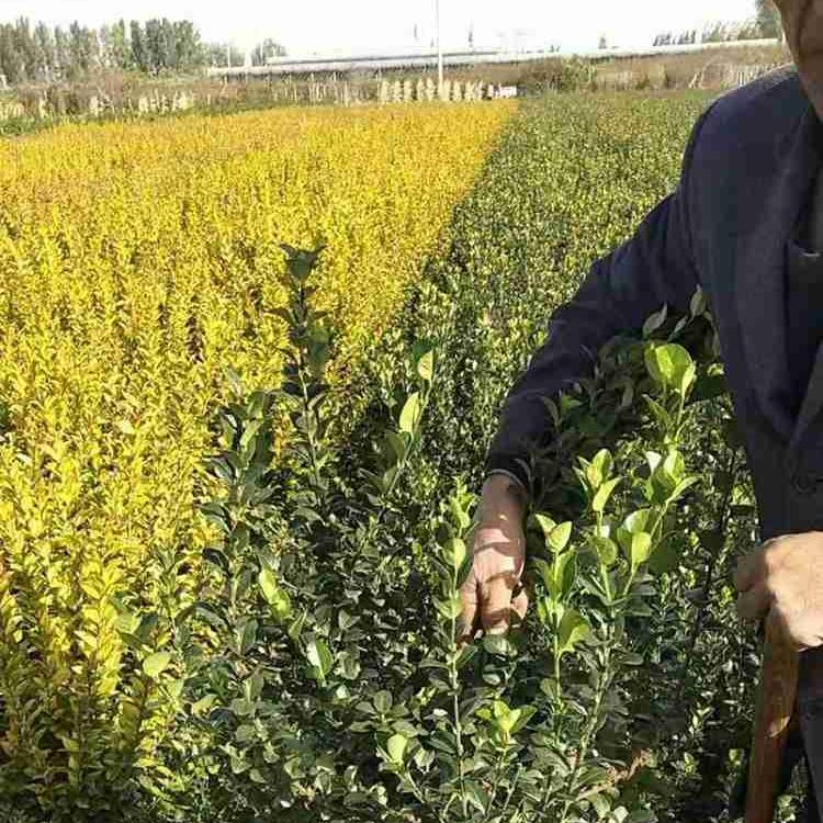 济宁卫矛小苗  卫矛  卫矛球直销 品种全