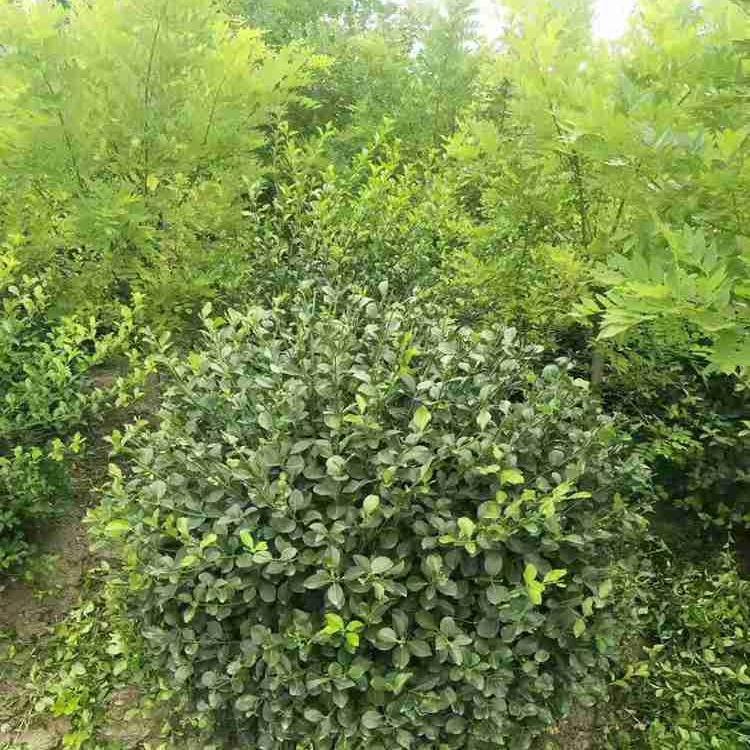 产地##卫矛小苗  卫矛  卫矛球报价 价格实惠
