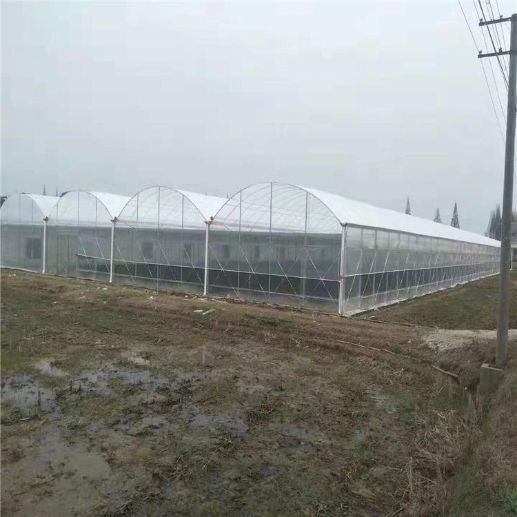 鸿川温室 连栋薄膜温室承建 山东薄膜温室建造商