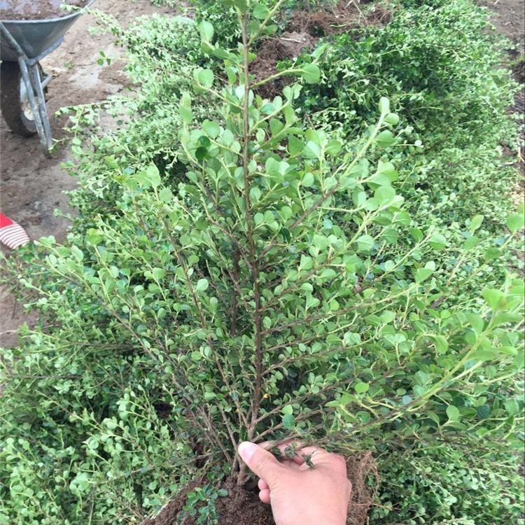 基地直销 绿化工程平枝荀子 平枝荀子价格 量大从优